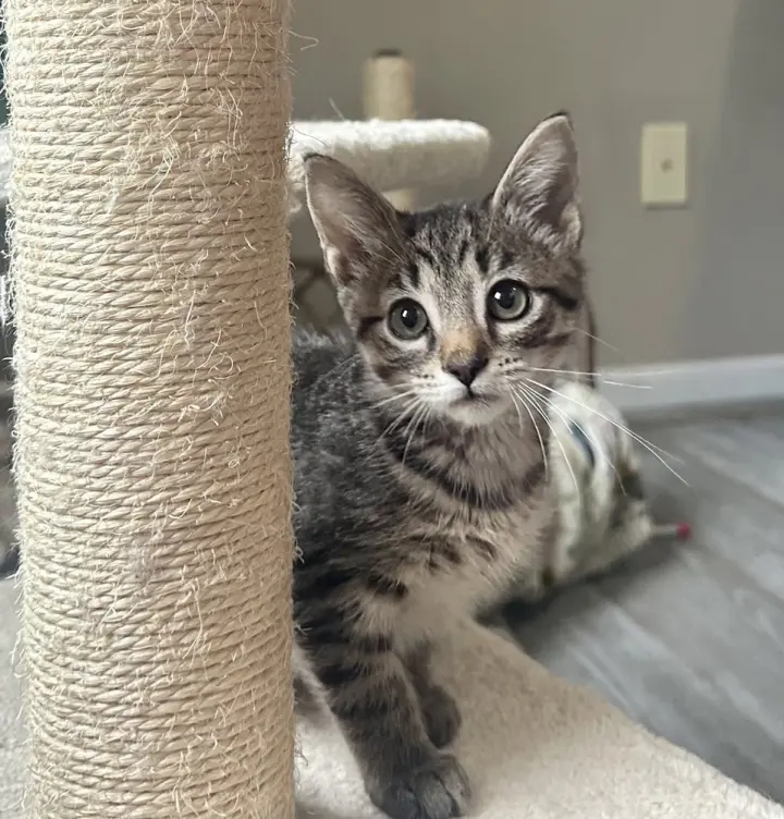 5 Star Kitties : Tatum