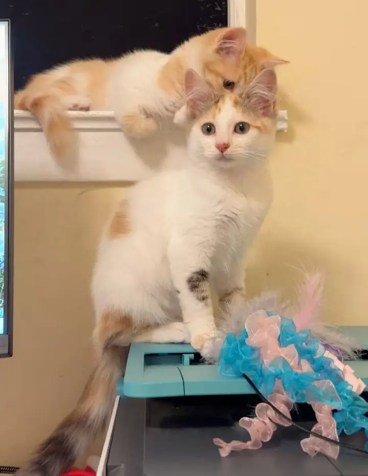 Pansy (bonded w/Honey Bee)