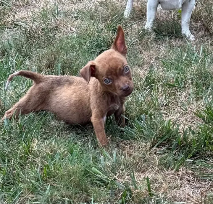 Sammy