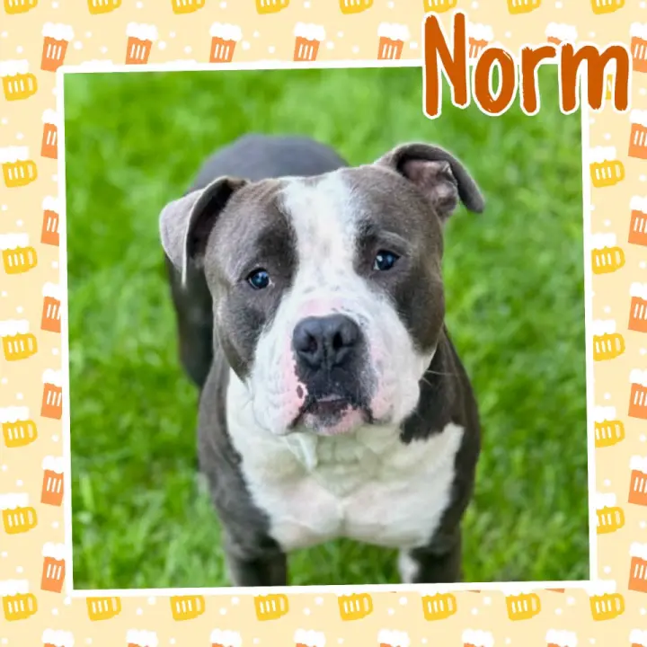 Norm