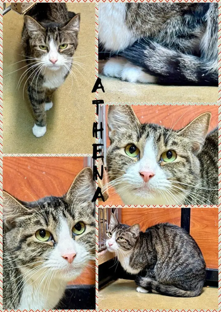 ATHENA