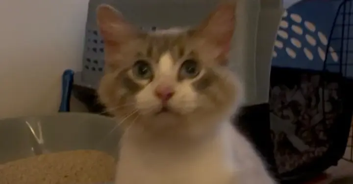 Snowball
