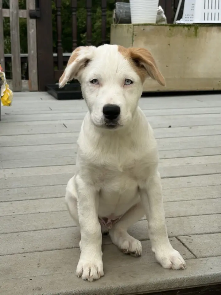 Naga (N Puppies)