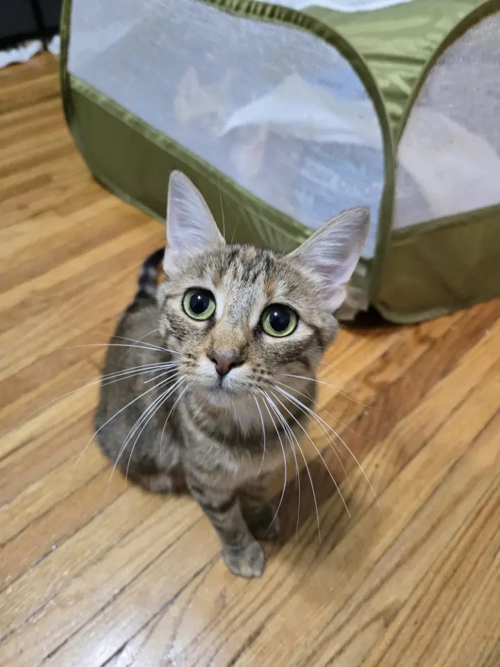 Sienna