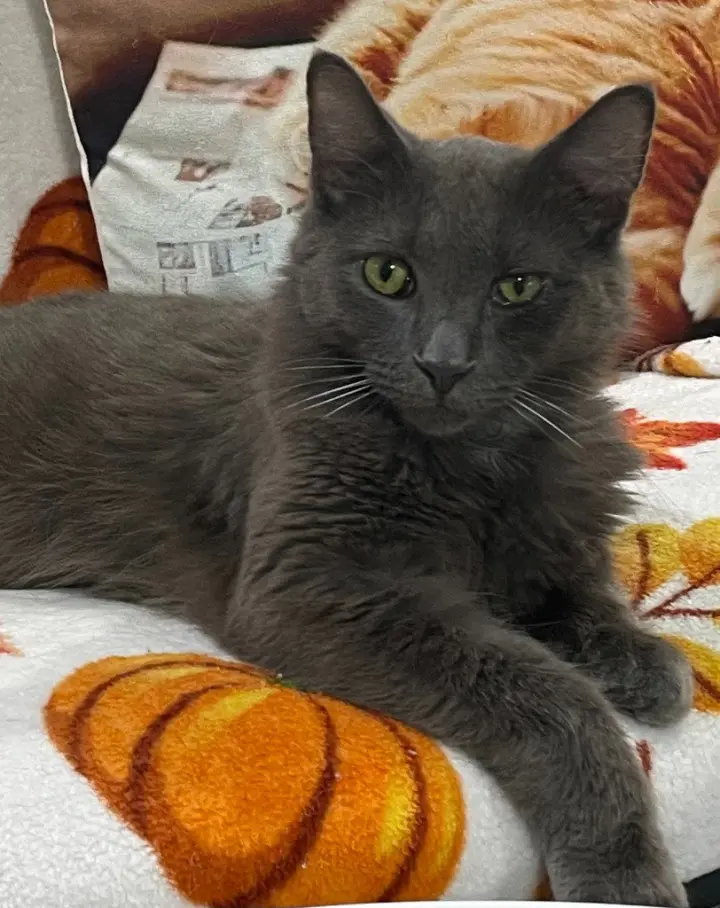 Jewel * IN FOSTER *
