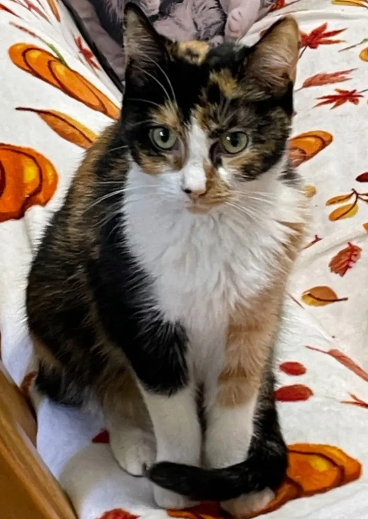 Maple (formerly Dorcas)