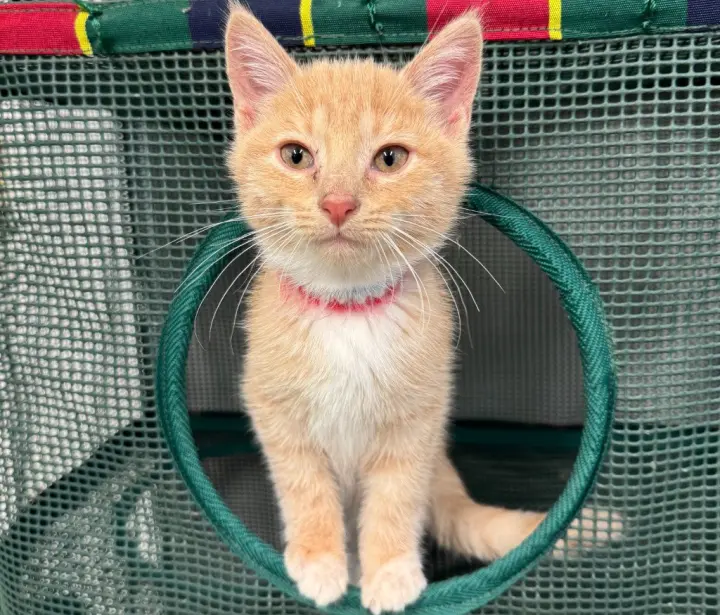 Syrup (formerly Justice)