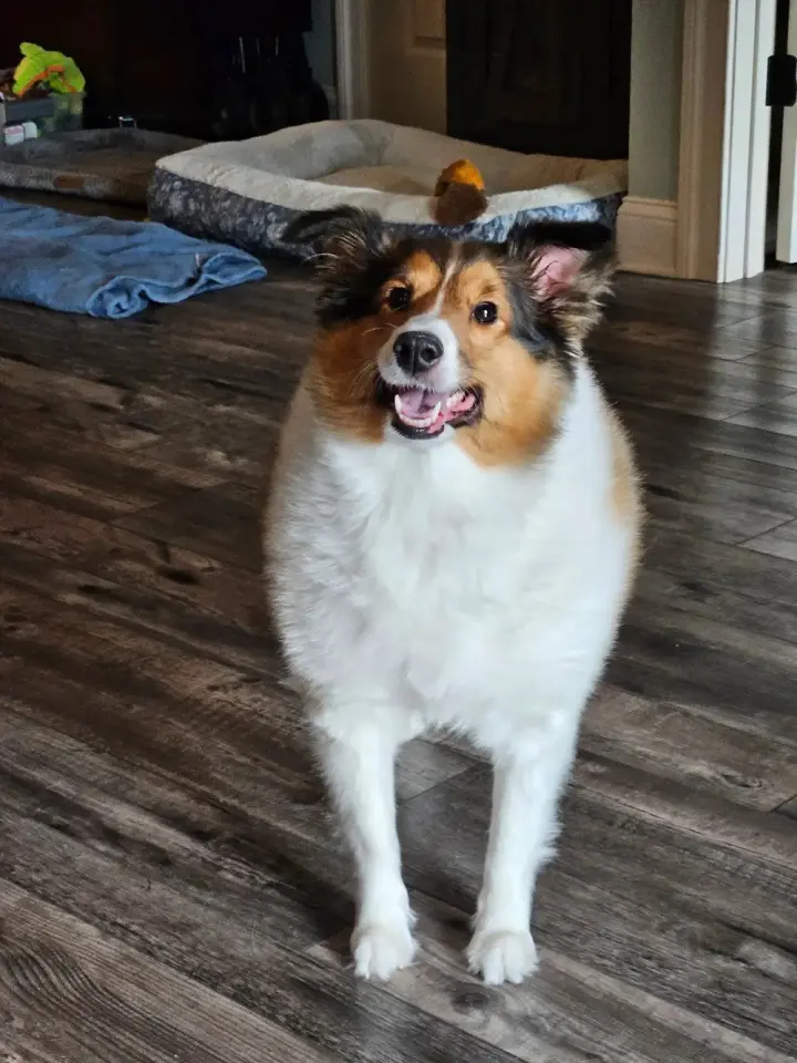 Annabel (adoption pending)