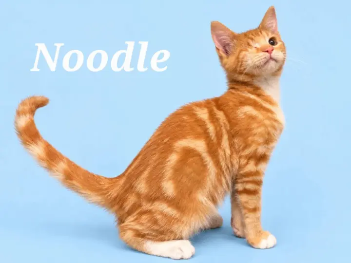 Noodle (Courtesy Post)