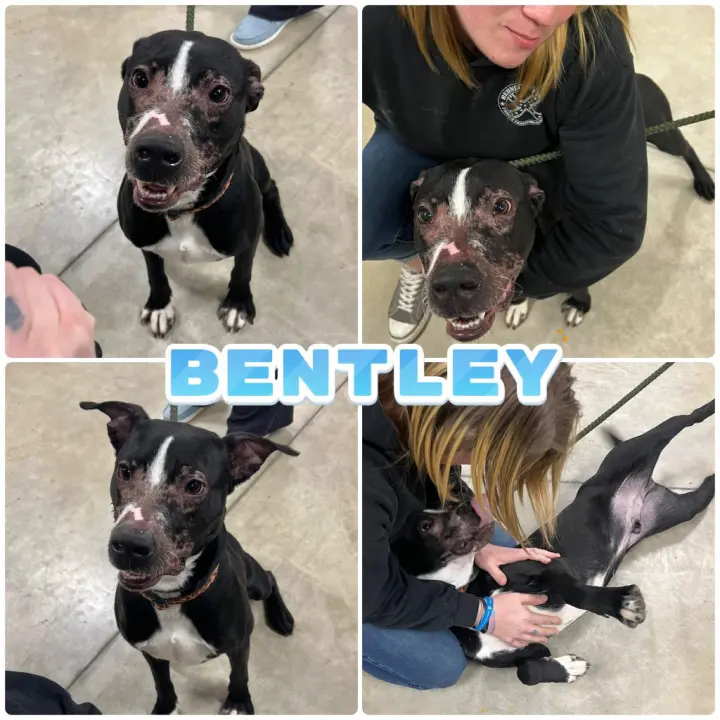 Bentley