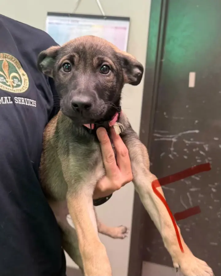 Stella (NY-Emily)
