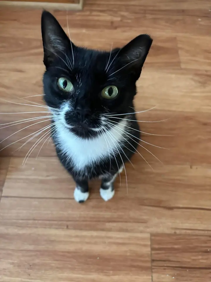 Berlioz (bonded with Marie and Toulouse)
