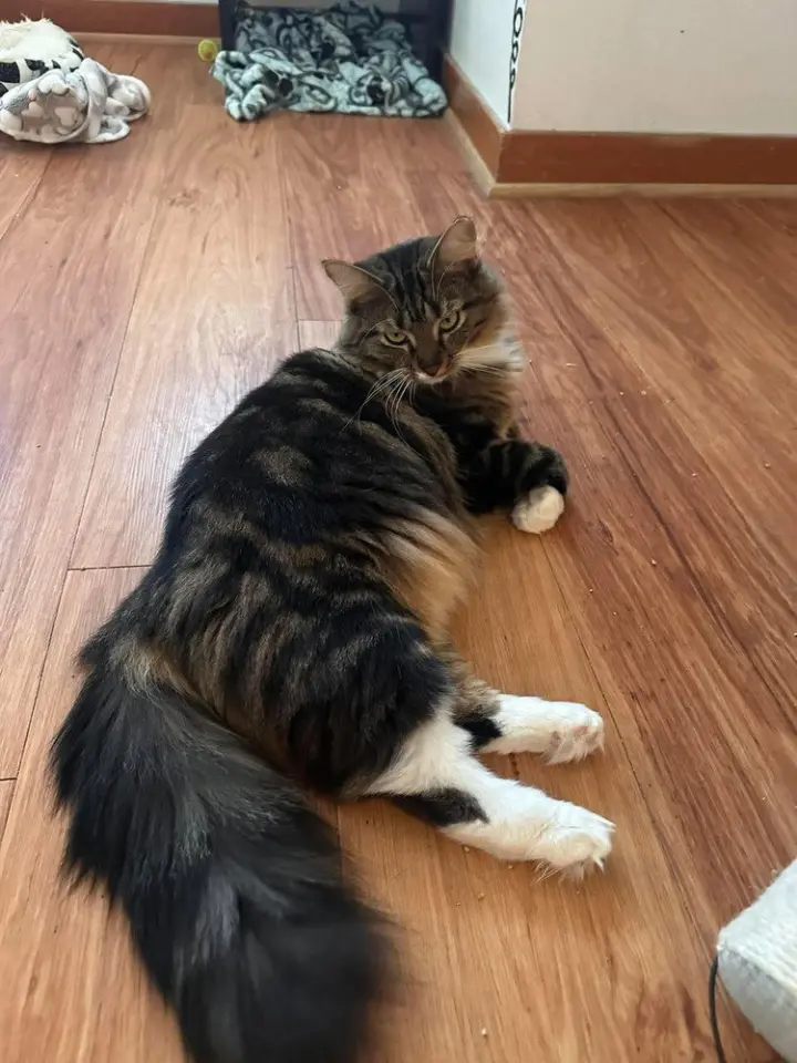 Marie (bonded with Toulouse and Berlioz)
