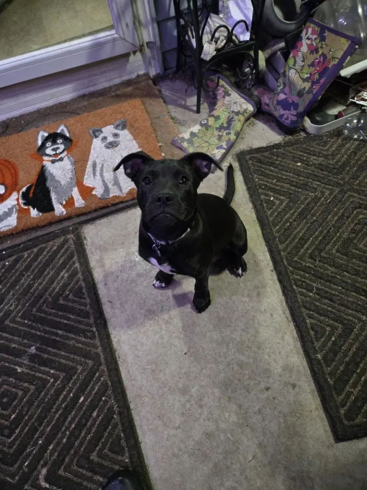 Pepper