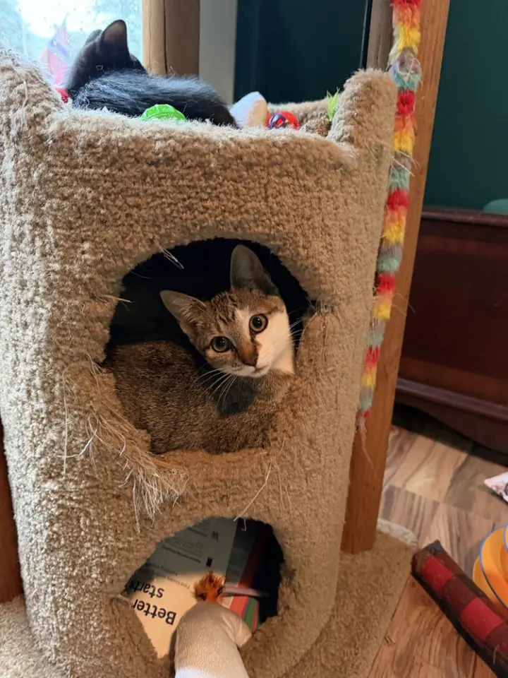 Dolly Purrton