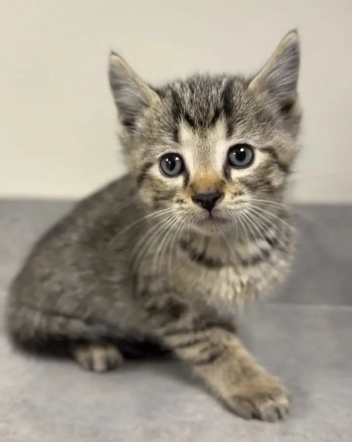 Louis