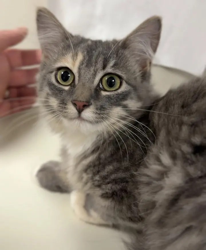 Jalapeno