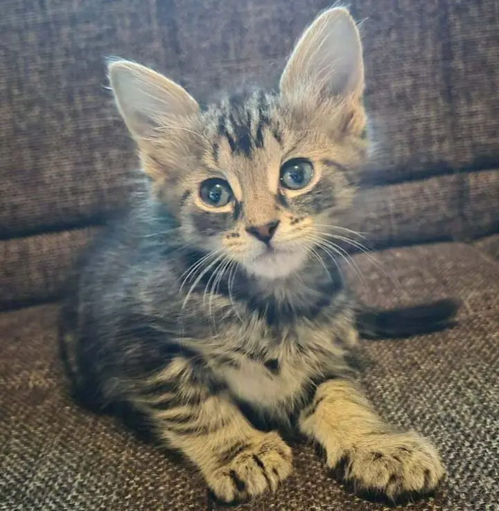 Kahuna
