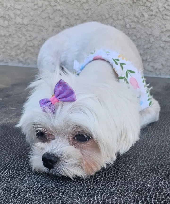 LACEY