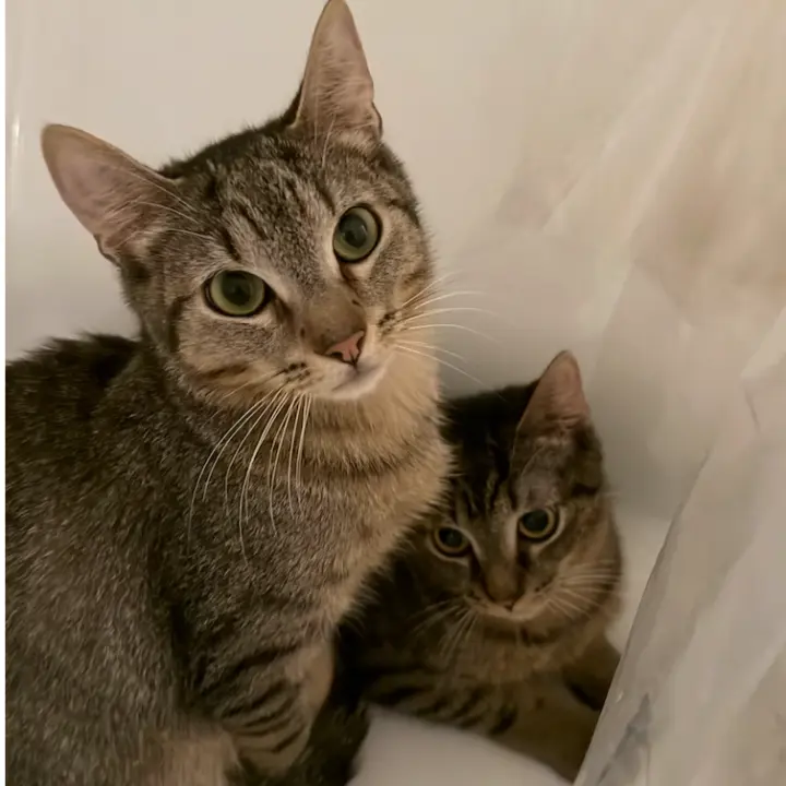 Banza & Rummo