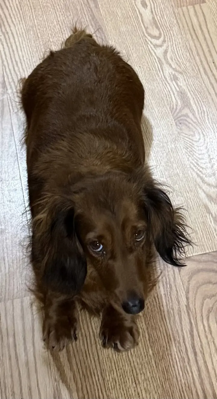 Louella