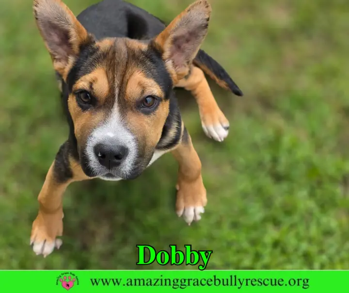 Dobby