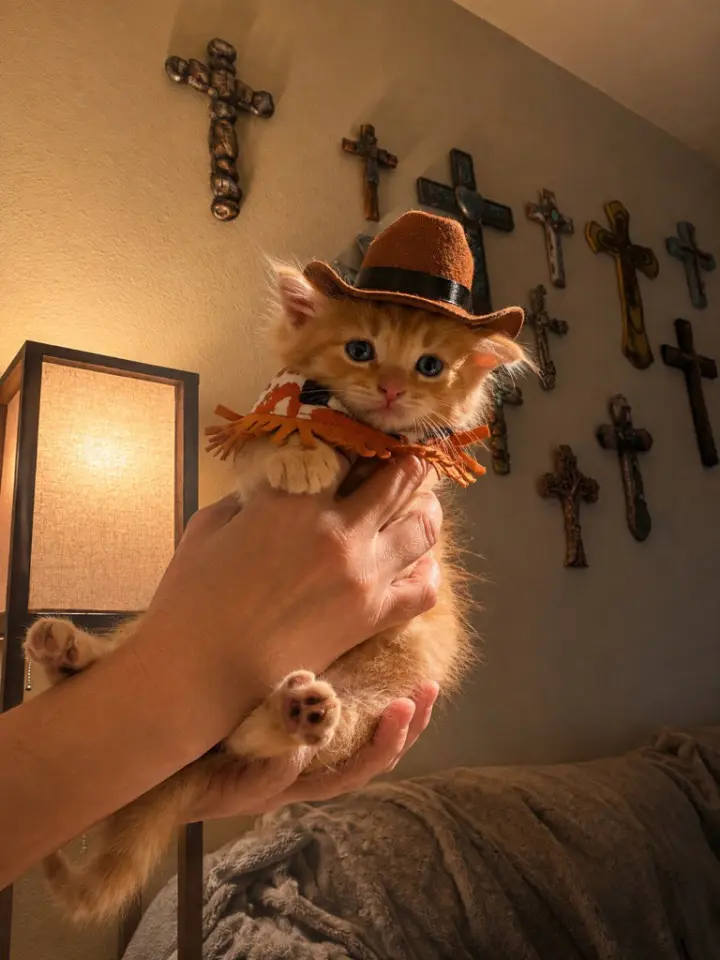 Biscuit