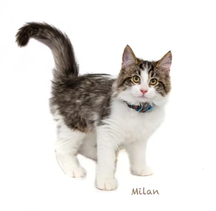 Milan