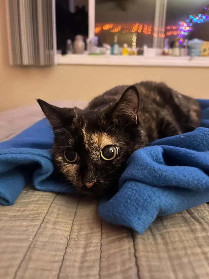 Bonnie