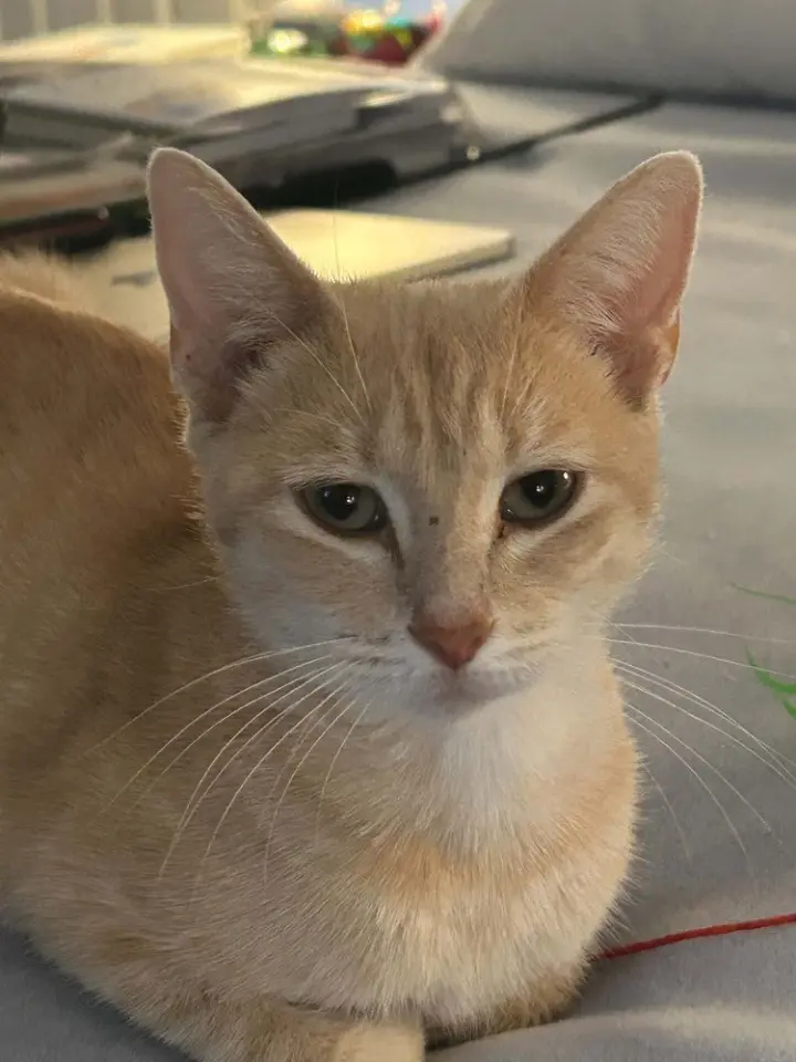 Triscuit