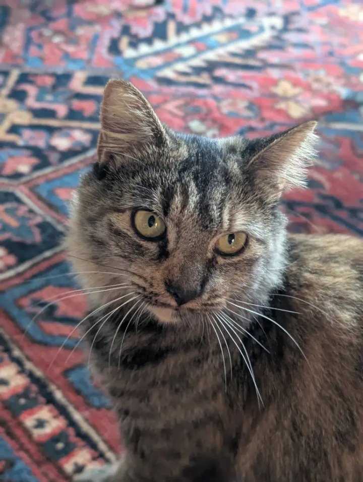 Izzy (Courtesy Post)