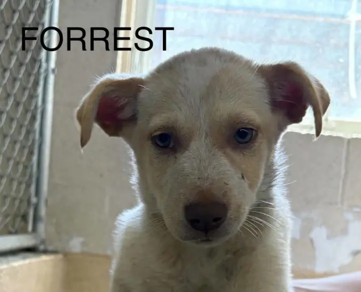 Forrest