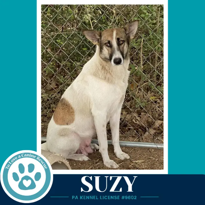 Suzy (Mom to the Smarty Pants Pups) 100326
