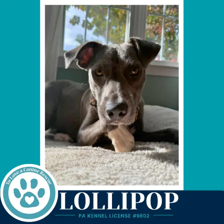 Lollipop 100326