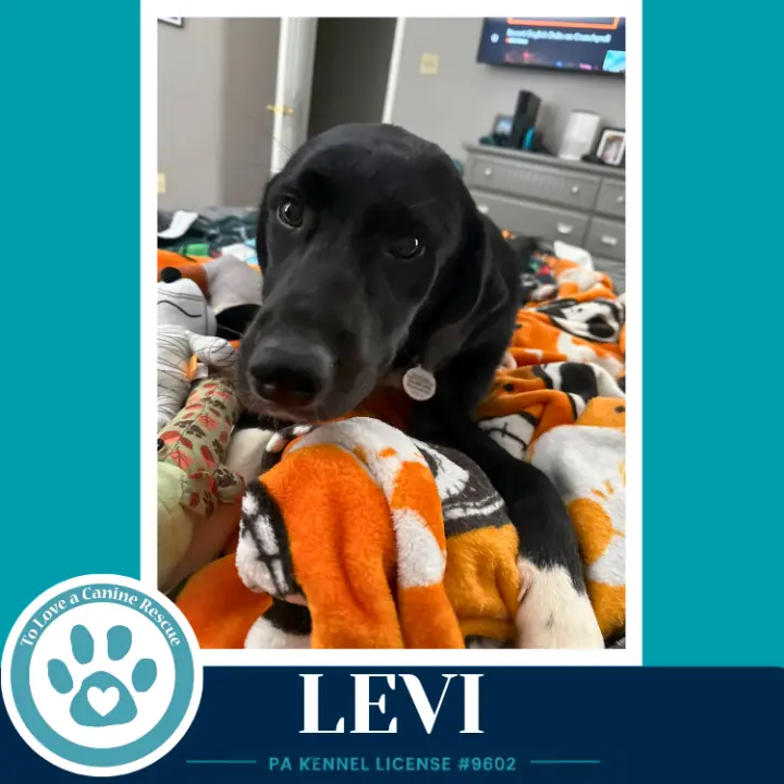 Levi (The L Train) 100326