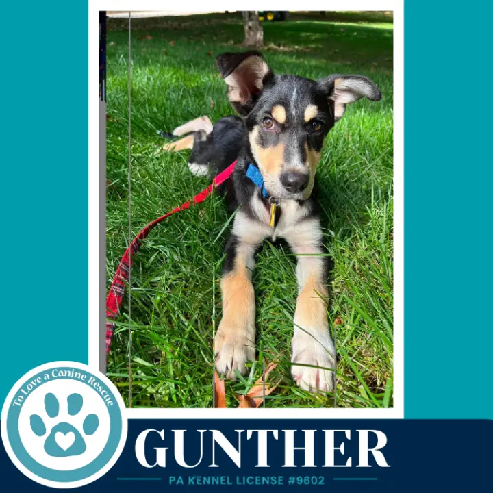 Gunther (Prost Pups) 100326