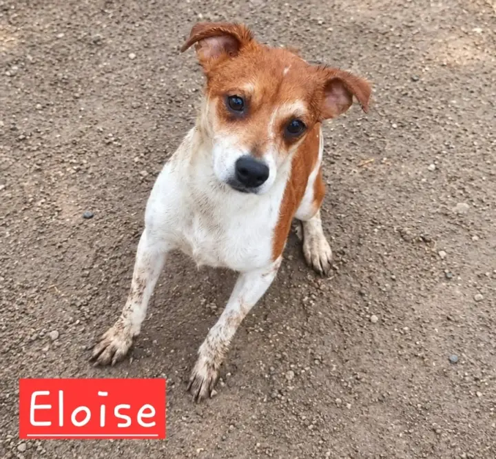 Eloise