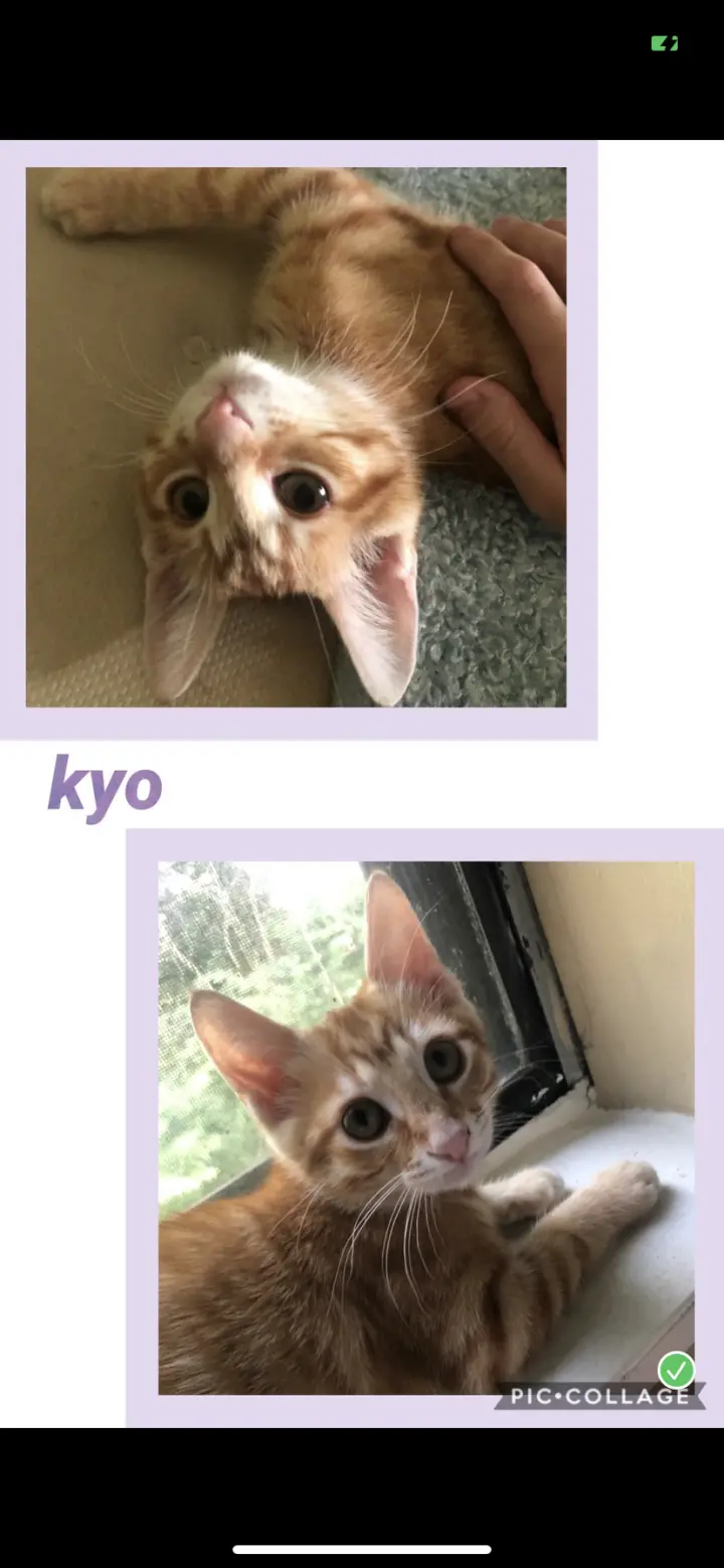 Kyo
