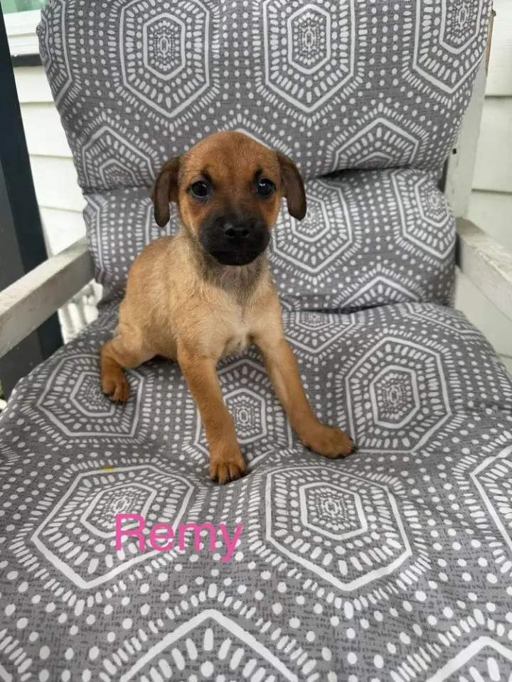 Remy (Roxie's Litter)