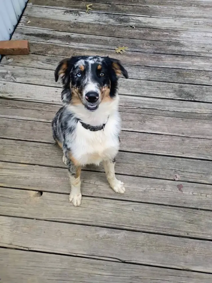 Roxi Auxi