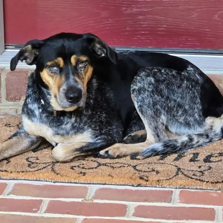 Angel - At shelter available 10/16