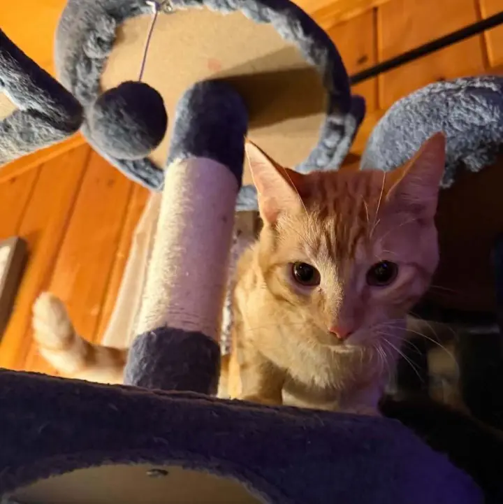 Oliver