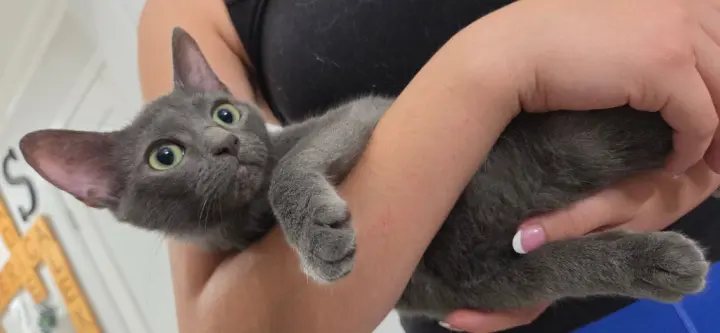 Bagheera