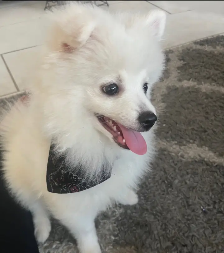 Milo
