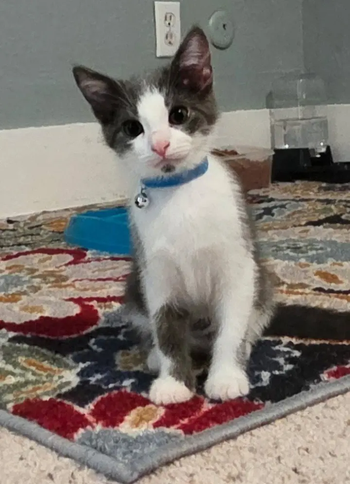 Jaxie *IN FOSTER*
