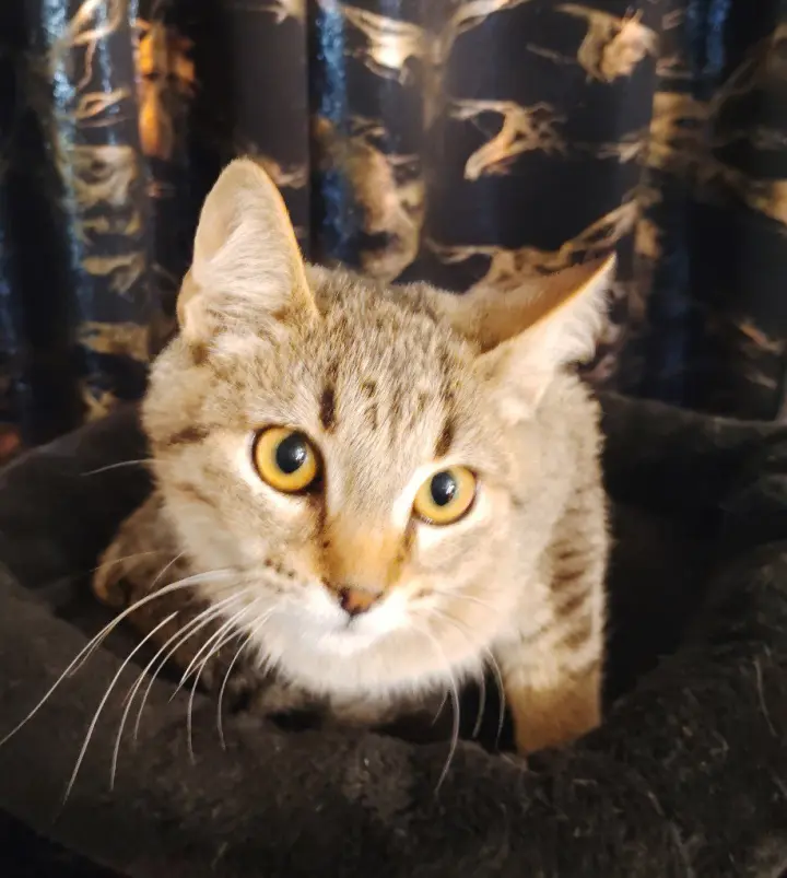 Omi