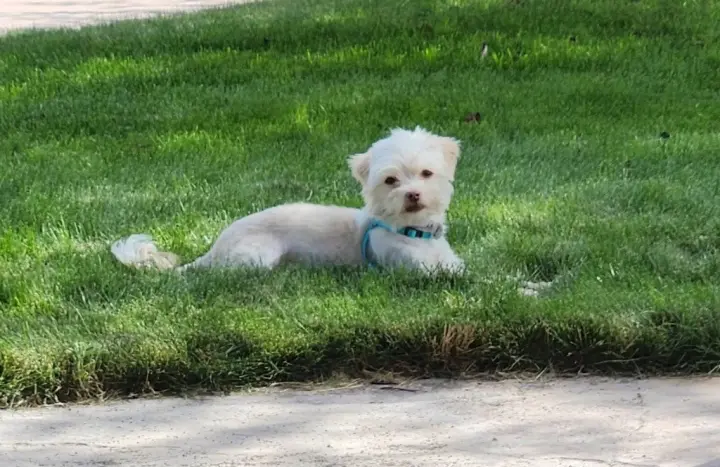 Pixie