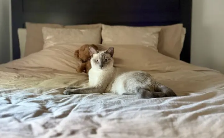 Sassy the Siamese