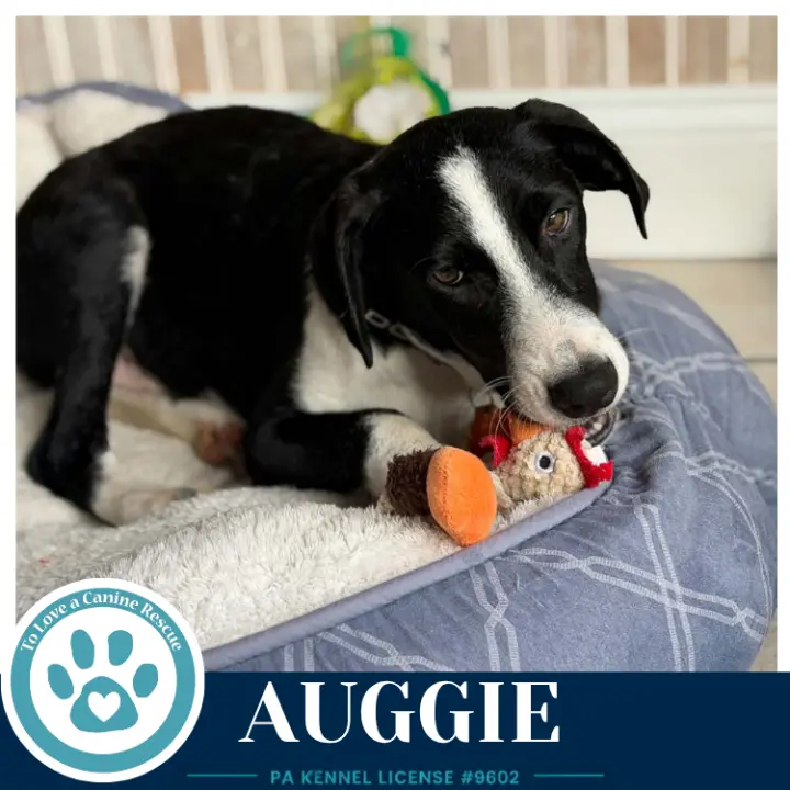 Auggie 100326