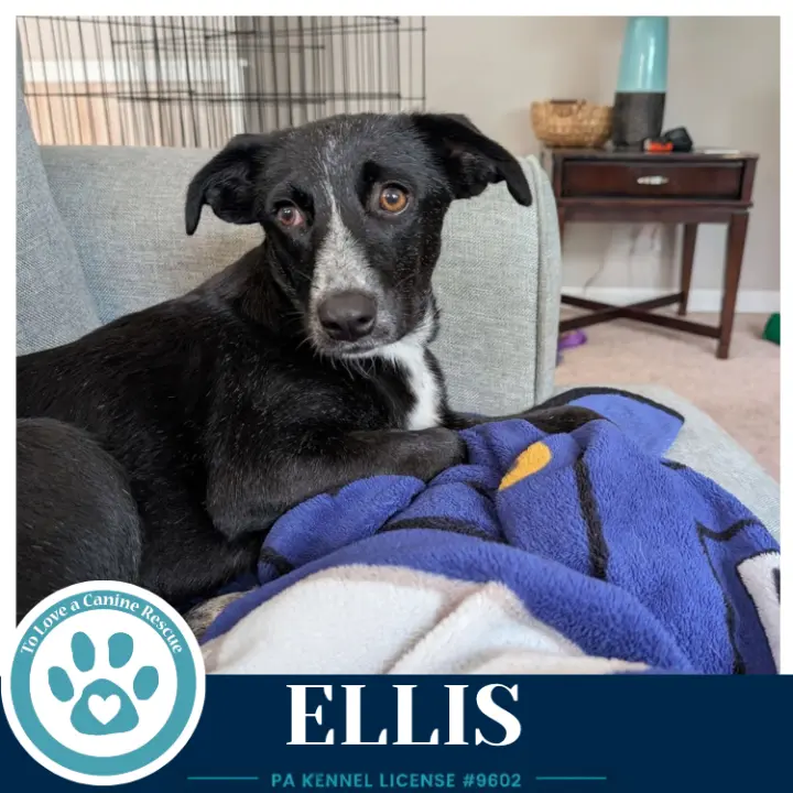 Ellis 100326